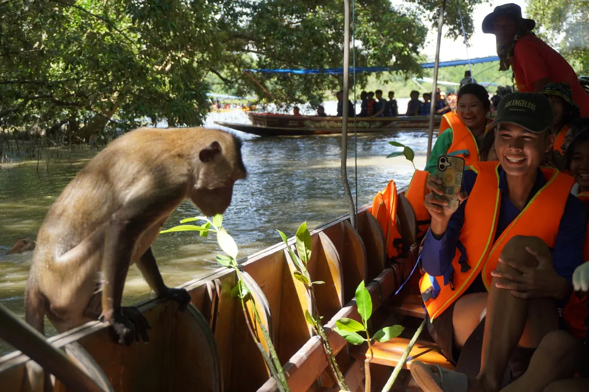 ล่องเรือชมลิงแสม ป่าชายเลน บ้านคลองโคนรีสอร์ท สมุทรสงคราม